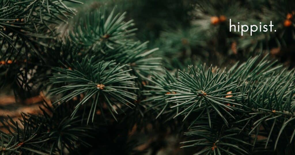 evergreen with hippist