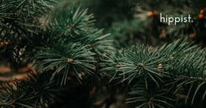 evergreen with hippist